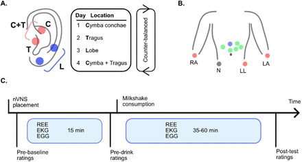 Heart Rate Variability and taVNS: Impact on Food Reward and Energy